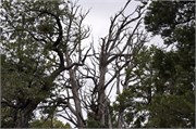 04052011_Grand Canyon Susan_165